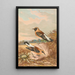 Saxicola stapazina Saxicola aurita - Johann Friedrich Naumann — gerahmtes Bild an der Wand