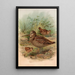 Scolopax rusticula - Johann Friedrich Naumann — gerahmtes Bild an der Wand