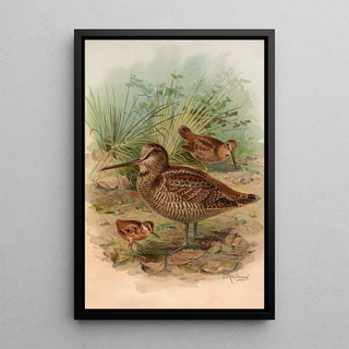 Johann Friedrich Naumann - Scolopax rusticula.webp