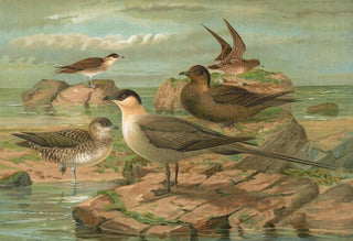 Johann Friedrich Naumann - Stercorarius longicaudus Vieill Stercorarius parasiticus.webp