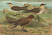 Stercorarius parasiticus, Stercorarius skua, Brünn, Stercorarius pomarinus, Moyen labbe - Johann Friedrich Naumann — Ansicht des Kunstwerks