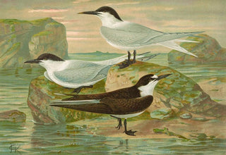 Johann Friedrich Naumann - Sterna nilotica Hasselqu Sterna cantiaca Sterna fuliginosa Gm.webp