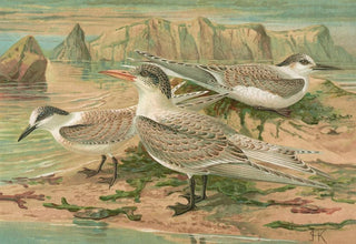 Johann Friedrich Naumann - Sterna nilotica Hasselqu Sterna tschegrava Lepech Sterna cantiaca Gm.webp