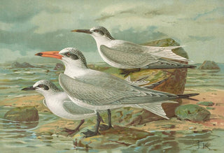 Johann Friedrich Naumann - Sterna tschegrava Lepech Sterna cantiaca Gm Sterna nilotica Hasselqu.webp