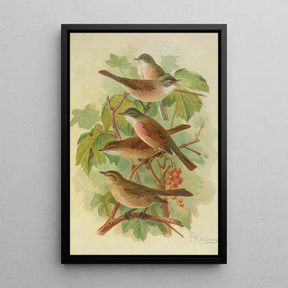 Johann Friedrich Naumann - Sylvia curruca sylvia simplex.webp