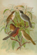 Sylvia melanocephala Sylvia undata Hypolais salicaria - Johann Friedrich Naumann — Ansicht des Kunstwerks