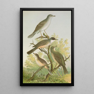 Johann Friedrich Naumann - Sylvia nisoria Sylvia orphea Temm.webp