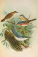 Sylvia subalpina Bonelli Cisticola cisticola Sitta Neumayeri Michah - Johann Friedrich Naumann — Ansicht des Kunstwerks