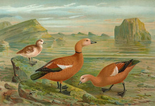 Johann Friedrich Naumann - Tadorna casarca.webp