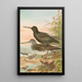 Totanus fuscus Totanus littoreus - Johann Friedrich Naumann — gerahmtes Bild an der Wand