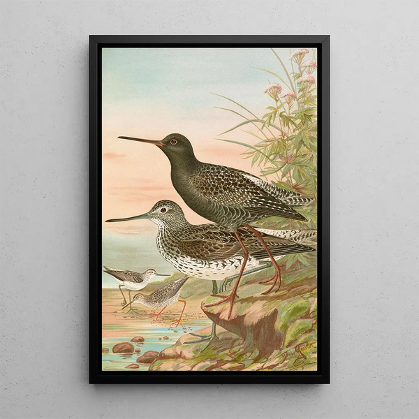 Johann Friedrich Naumann - Totanus fuscus Totanus littoreus.webp