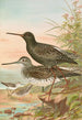 Totanus fuscus Totanus littoreus - Johann Friedrich Naumann — Ansicht des Kunstwerks