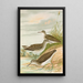 Totanus ochropus Totanus glareola Tringoides hypoleucus - Johann Friedrich Naumann — gerahmtes Bild an der Wand