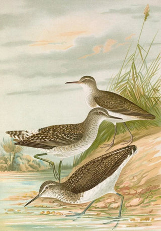 Johann Friedrich Naumann - Totanus ochropus Totanus glareola Tringoides hypoleucus.webp