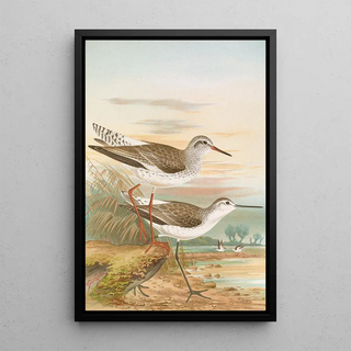 Johann Friedrich Naumann - Totanus totanus Totanus stagnatilis Bechst.webp