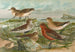 Tringa temminckii Leisl Tringa alpina Tringa subarcuata - Johann Friedrich Naumann — Ansicht des Kunstwerks