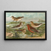 Tringa temminckii Leisl Tringa alpina Tringa subarcuata - Johann Friedrich Naumann — gerahmtes Bild an der Wand