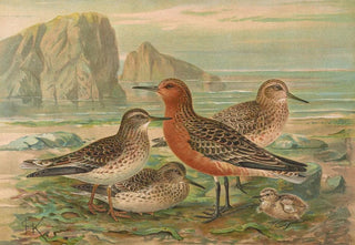 Johann Friedrich Naumann - Tringa canutus Tringa maritima.webp