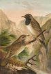 Turdus atrigularis - Johann Friedrich Naumann — Ansicht des Kunstwerks