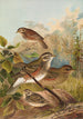Turdus iliacus - Johann Friedrich Naumann — Ansicht des Kunstwerks