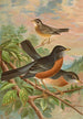 Turdus migratorius - Johann Friedrich Naumann — Ansicht des Kunstwerks