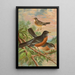 Turdus migratorius - Johann Friedrich Naumann — gerahmtes Bild an der Wand