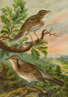 Turdus musicus Turdus pilaris - Johann Friedrich Naumann — Ansicht des Kunstwerks