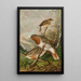 Turdus ruficollis - Johann Friedrich Naumann — gerahmtes Bild an der Wand