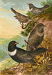 Turdus torquatus - Johann Friedrich Naumann — Ansicht des Kunstwerks