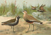 Vanellus gregarius Pall Charadrius dominicus St Muller - Johann Friedrich Naumann — Ansicht des Kunstwerks