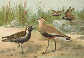 Johann Friedrich Naumann - Vanellus gregarius Pall Charadrius dominicus St Muller.webp