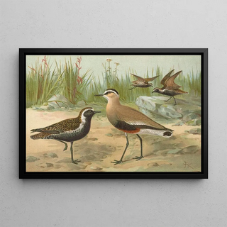 Johann Friedrich Naumann - Vanellus gregarius Pall Charadrius dominicus St Muller.webp