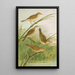 Crocephalus streperus streperus horticolus palustris palustris fruticolus - Johann Friedrich Naumann — gerahmtes Bild an der Wand