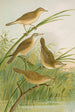 Crocephalus streperus streperus horticolus palustris palustris fruticolus - Johann Friedrich Naumann — Ansicht des Kunstwerks