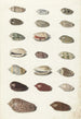 Vingt coquillages tropicaux - Johann Gustav Hoch — Ansicht des Kunstwerks