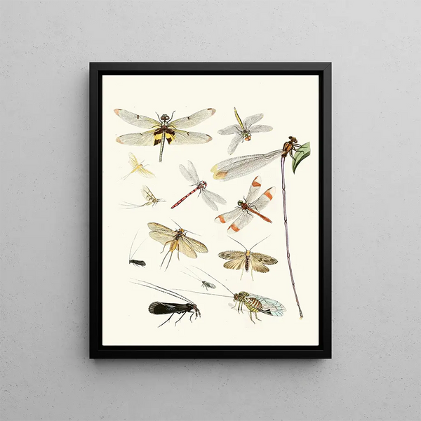 Johann Heinrich Sulzer - Dr Sulzers Short History of Insects Pl 23.webp