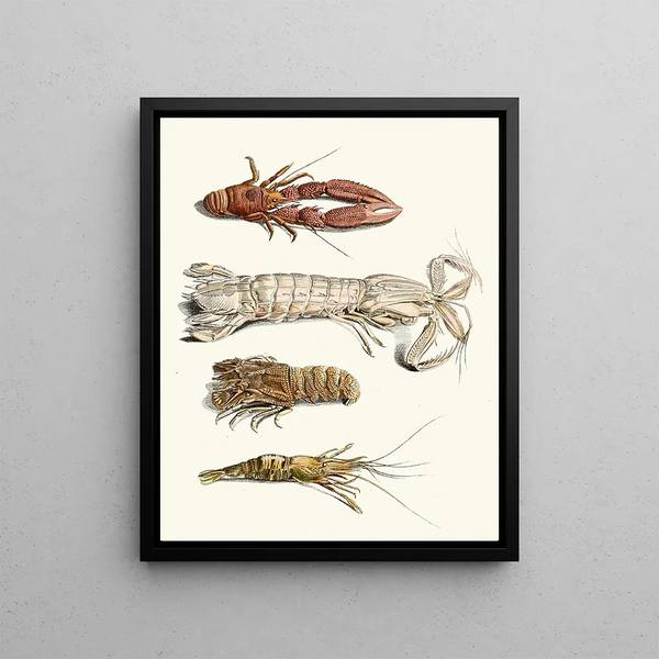 Johann Heinrich Sulzer - Dr Sulzers Short History of Insects Pl 31.webp