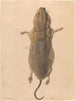 Eine Feldmaus aus der Vogelperspektive - Johann Rudolph Schellenberg — Ansicht des Kunstwerks