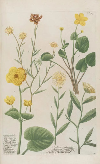 Johann Wilhelm Weinmann - Phytanthoza iconographia Pl008.webp