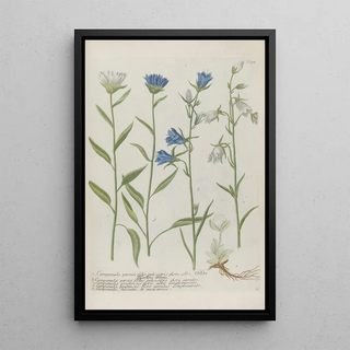 Johann Wilhelm Weinmann - Phytanthoza iconographia Pl014.webp