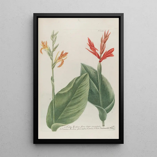 Johann Wilhelm Weinmann - Phytanthoza iconographia Pl020.webp