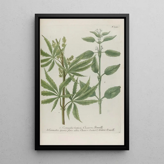 Johann Wilhelm Weinmann - Phytanthoza iconographia Pl022.webp