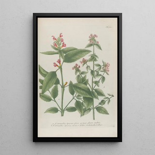 Johann Wilhelm Weinmann - Phytanthoza iconographia Pl024.webp