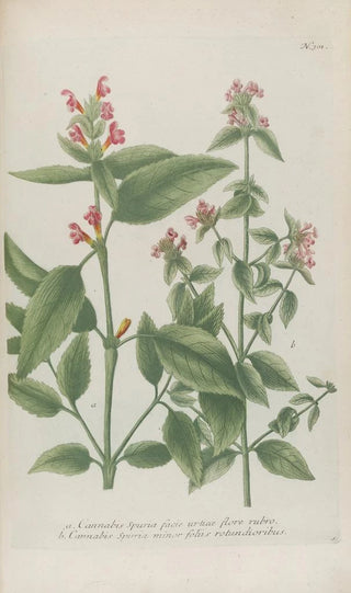 Johann Wilhelm Weinmann - Phytanthoza iconographia Pl024.webp