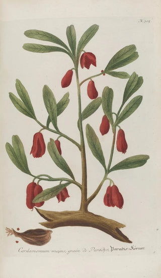 Johann Wilhelm Weinmann - Phytanthoza iconographia Pl028.webp