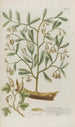 Phytanthoza iconographia Pl029 - Johann Wilhelm Weinmann — Ansicht des Kunstwerks
