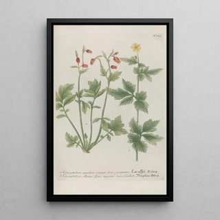 Johann Wilhelm Weinmann - Phytanthoza iconographia Pl045.webp