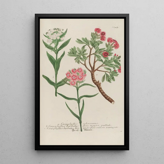 Johann Wilhelm Weinmann - Phytanthoza iconographia Pl050.webp