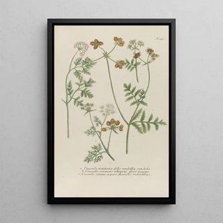 Johann Wilhelm Weinmann - Phytanthoza iconographia Pl067.webp