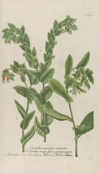 Johann Wilhelm Weinmann - Phytanthoza iconographia Pl082.webp